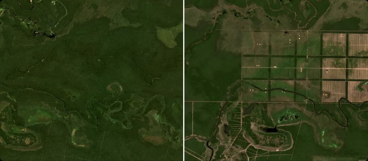 EUDR Compliance: Ensuring Your Products Are Deforestation-Free