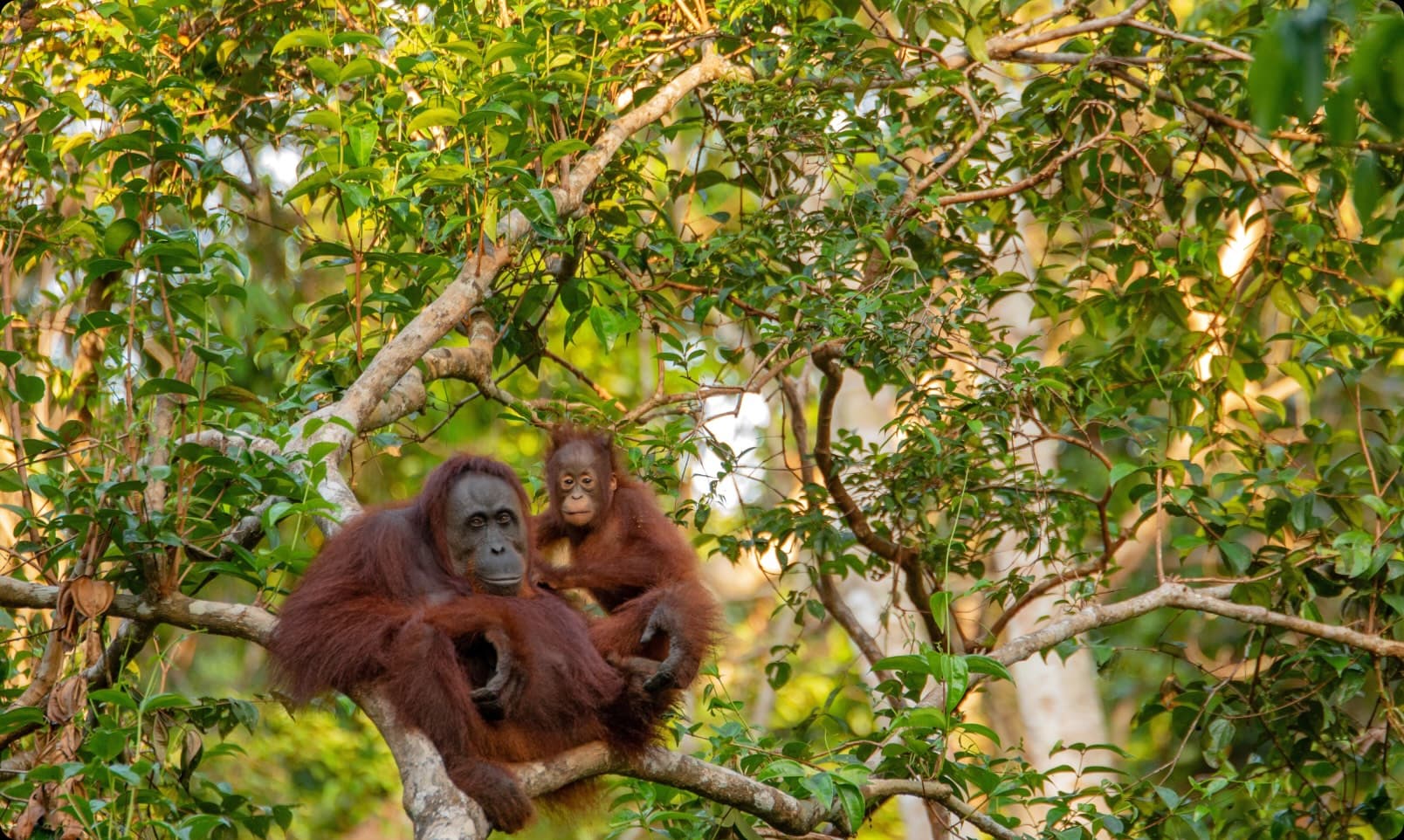Lebenswald Donation Platform